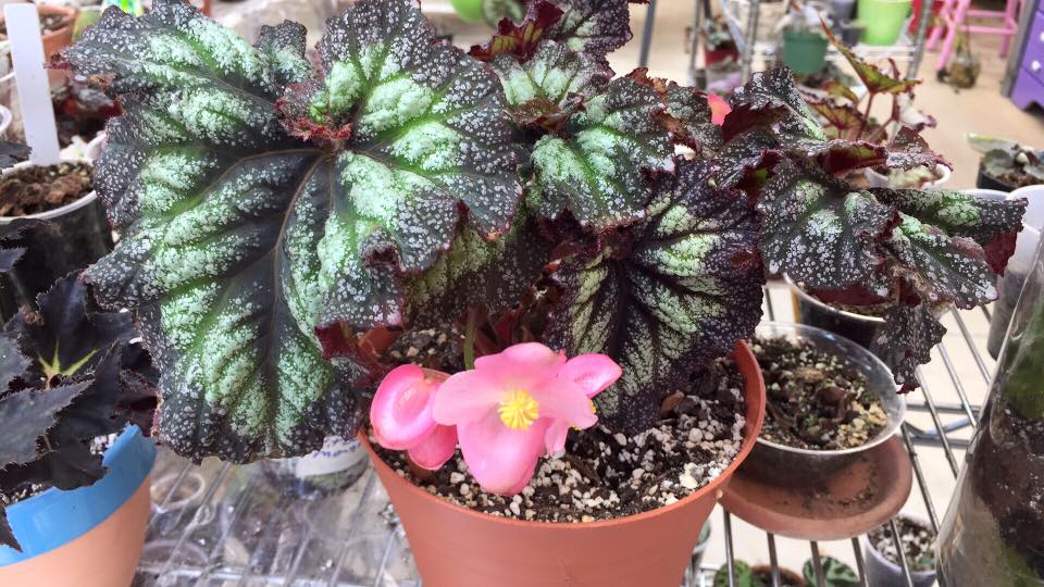 B. ‘Persian Swirl’